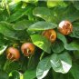 Fresh 100PCS Showy Medlar Mespilus Germanica Seeds