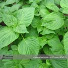 Fresh Heirloom Green Perilla Seeds 100 Seeds / Pack Refreshing Herbs