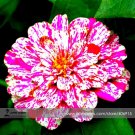 Fresh Zinnia Angustifolia Rose Red White Youth old age Double Blooms Flower 30 Seeds