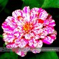Fresh Zinnia Angustifolia Rose Red White Youth old age Double Blooms Flower 30 Seeds