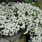 Fresh 100 Seeds Candytuft Seeds Iberis Sempervirens Snowflake Hardy Ground Cover