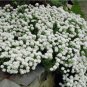 Fresh 100 Seeds Candytuft Seeds Iberis Sempervirens Snowflake Hardy Ground Cover