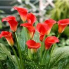 Fresh 100PCS Rare Zantedeschia Urban Romance Arum Lily Seeds Fresh Red Color
