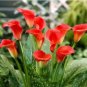 Fresh 100PCS Rare Zantedeschia Urban Romance Arum Lily Seeds Fresh Red Color