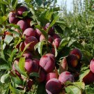 Fresh 2 s 10 Seeds/Pack Delicious Round Plums Fruit Tree Seeds + Good Quality