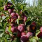 Fresh 2 s 10 Seeds/Pack Delicious Round Plums Fruit Tree Seeds + Good Quality