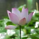Fresh Strong Fragrant White Lotus with Light Red Color Seeds 1 Seeds Nelumbo Nucifera