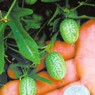 Fresh New Green Mini Thumb Watermelon Seeds 8 Seeds/Pack Pineapple Tasty Juicy Fruit