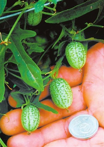 Fresh New Green Mini Thumb Watermelon Seeds 8 Seeds/Pack Pineapple Tasty Juicy Fruit