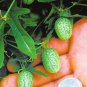 Fresh New Green Mini Thumb Watermelon Seeds 8 Seeds/Pack Pineapple Tasty Juicy Fruit