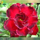Fresh Rosemarie Dark Red Desert Rose Adenium Obesum 2 Seeds