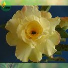Fresh Huangmao Yellow Desert Rose Seeds 2 Seeds big double flowers adenium obesum