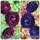Fresh Mixed Purple Blue Big Blooming Climbing Rose Shrub Seeds 50 Seeds True Flowers