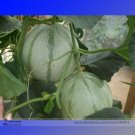 Fresh Canadian Oka Melon Bizard Island Strain Cucumis Melo Seeds 20 Seeds Muskmelon