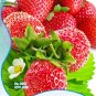 Fresh Large sized Bright Red Cream Red Strawberry Seeds 60 Seeds Sweet Hardy Fruit