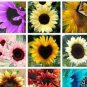 Fresh 100PCS Mixed Sunflower Seeds