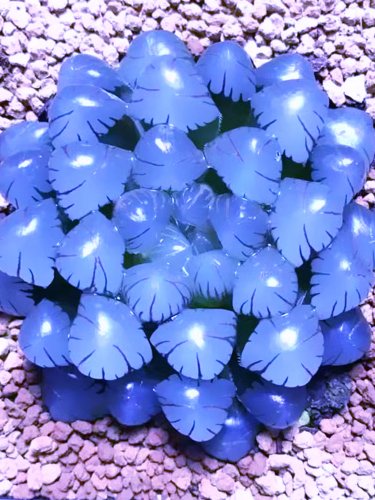 Fresh Haworthia Cooperi Blue Seeds