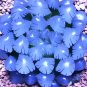 Fresh Haworthia Cooperi Blue Seeds