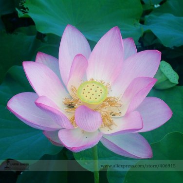 Fresh Bright Red Nelumbo Nucifera Lotus Flower Pond Seeds 1 Seeds Flower