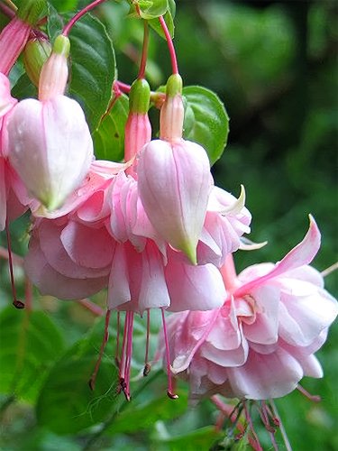 Fresh Fuchsia Pink Double Flowers Seeds