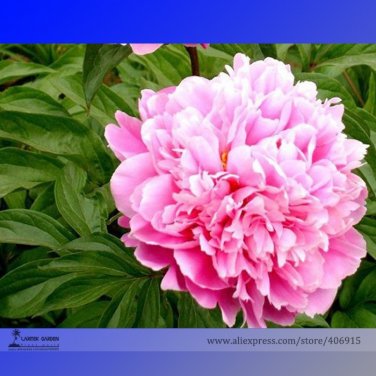 Fresh Jin Guang San Hui Pink Chinese Peony Flower Root Seeds 5 Seeds Light Fragrant