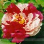 Fresh  Er Qiao White Dark Red Fragrant Peony Tree Flower Seeds 5 Seeds/Pack Flower