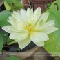 Fresh White Nelumbo Nucifera Lotus Flower with Green End Seeds 1 Seeds Lotus E142