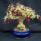 Fresh Mini Fuchsia Bonsai Series Seeds