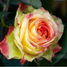 Fresh Red Spot Yellow Rose Flower Seeds 50 Seeds / Pack Light Fragrant Rose