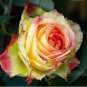 Fresh Red Spot Yellow Rose Flower Seeds 50 Seeds / Pack Light Fragrant Rose