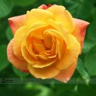 Fresh Red Stripe Orange Rose Flower Seeds 50 Seeds / Pack Strong Fragrant Rose