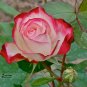 Fresh New Fichier Rose Hybrid and Bud Flower 50pcs/pack light fragrant flowers Seeds