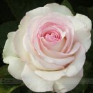 Fresh BELLFARM New Moonstone Hydrid White Pink Rose Flowers 50pcs/package #A00212 Seeds
