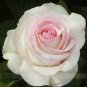Fresh BELLFARM New Moonstone Hydrid White Pink Rose Flowers 50pcs/package #A00212 Seeds