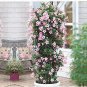 Fresh Climbing Mandevilla Sanderi Light Pink Seeds
