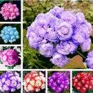 Fresh Geranium Seeds Mixed