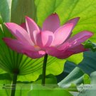 Fresh Dark Red Fragrant Nelumbo Nucifera Lotus Flower Seeds 1 Seeds Attracting Bees