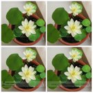 Fresh White Nelumbo Nucifera Lotus Seeds 1 Seed / Pack E Z to Grow Flower