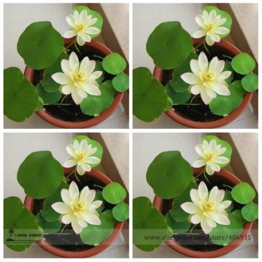 Fresh White Nelumbo Nucifera Lotus Seeds 1 Seed / Pack E Z to Grow Flower