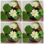 Fresh White Nelumbo Nucifera Lotus Seeds 1 Seed / Pack E Z to Grow Flower