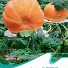 Fresh Dill s Atlantic Giant Pumpkin Seeds 5 Seeds/Pack Edible Vegetables