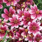 Fresh Hardy Berry Chiffon Coreopsis Flower Seeds 20 Seeds/Pack Perennial Cosmos