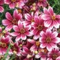 Fresh Hardy Berry Chiffon Coreopsis Flower Seeds 20 Seeds/Pack Perennial Cosmos