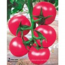 Fresh Summer Pink Big Truss Tomato Hybrid with stability Vigorous growth 20 Seeds