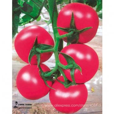 Fresh Summer Pink Big Truss Tomato Hybrid with stability Vigorous growth 20 Seeds