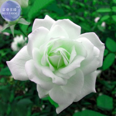 Fresh Hybrid White Rose with Green Heart Flower Seeds 50 Seeds/Pack Light Fragrant