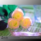 Fresh Hybrid Light Pink Yellow Rose Seedling Flower Seeds 50 Seeds