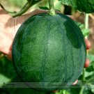Fresh Small Sugar Baby Watermelon Citrullus Lanatus Seeds 10 Seeds/Pack Juicy Sweet