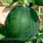 Fresh Small Sugar Baby Watermelon Citrullus Lanatus Seeds 10 Seeds/Pack Juicy Sweet