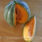 Fresh Heirloom Small Emerald Gem Melon Cucumis Melo Seeds 20 Seeds / Pack Sweet